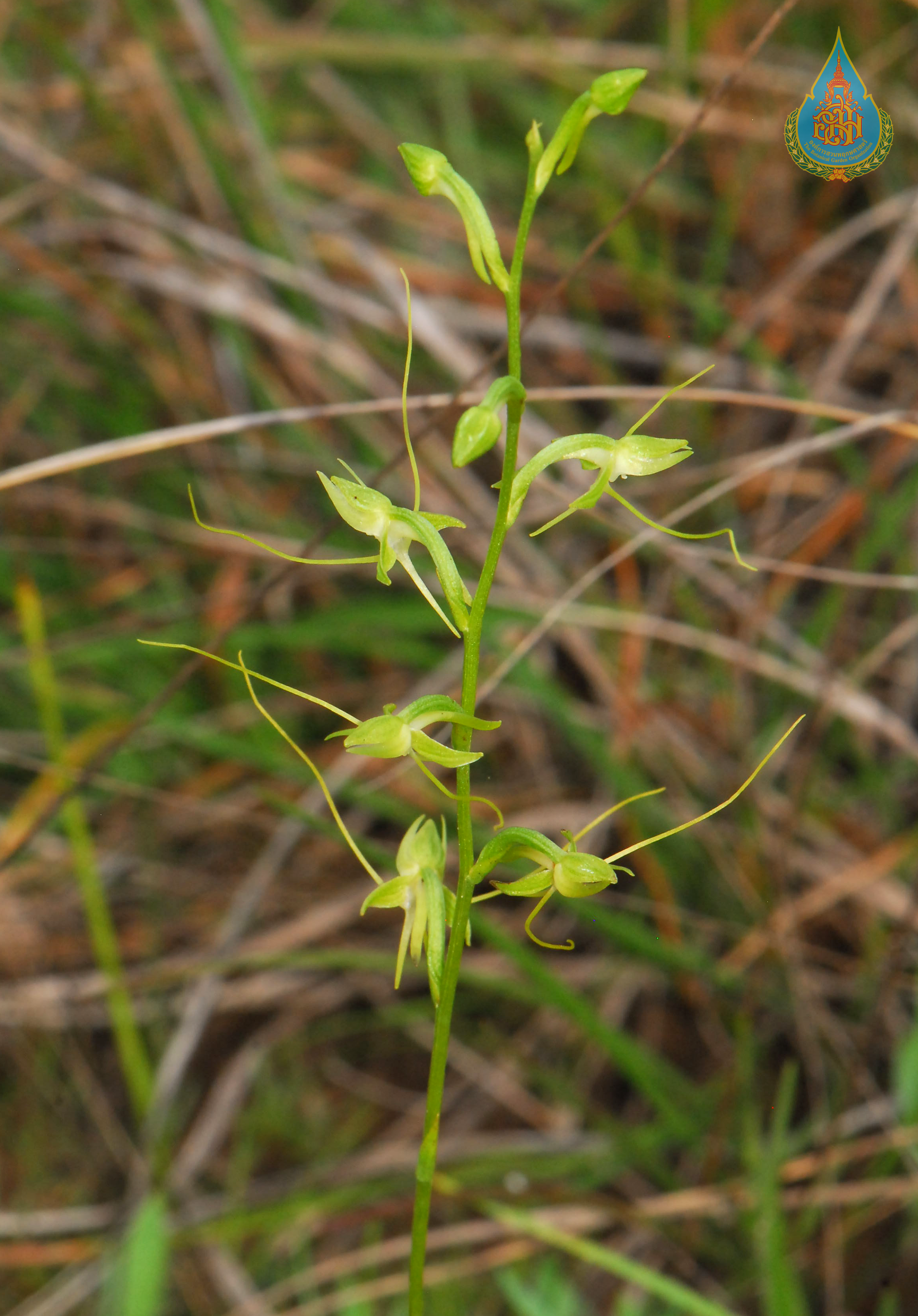 อั้วทุ่ง Habenaria khasiana Hook.f.<br/>ORCHIDACEAE